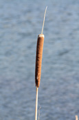 Bullrush on Balthayock Loch, Near Perth, Perthshire, Scotland