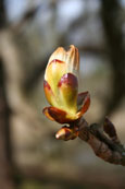 From a Chestnut tree on the banks of Loch Cluny near Blairgowrie, Perthshire, Scotland