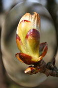 From a Chestnut tree on the banks of Loch Cluny near Blairgowrie, Perthshire, Scotland