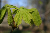 Young leaves on a Horse Chestnut Tree on the banks of the River Tay at Campsie near The Guildtown, Perthshire, Scotland.