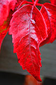 Virginia Creeper in a private garden in Perth, Perthshire, Scotland