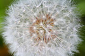 A Dandelion flower on the cliffs at Arbroath, Angus, Scotland