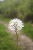 A Dandelion plant in Taymount Forest near to Stanley, Pertshire, Scotland