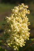 Elderflower blossom on the point of blooming.  Taken at the Slatefields near Balmashanner Memorial, Forfar, Angus, Scotland