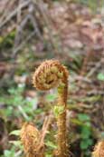 An opening Fern plant in Taymount Forest near Stanley, Perthshire, Scotland.