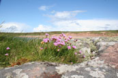 This photograph was taken from rocks by the beach at Redpoint South near Badachro, Wester Ross, Scotland