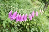 Foxgloves in Faskally Wood beside Loch Faskally, Pitlochry, Perthshire, Scotland