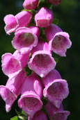 Foxgloves at the National Trust For Scotland property at The Hermitage, Dunkeld, Scotland
