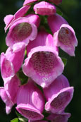 Foxgloves at the National Trust For Scotland property at The Hermitage, Dunkeld, Scotland