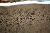 Tree fungus on a tree in the forest in Moray Estate, Morayshire, Scotland