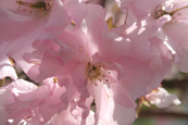 Gean Blossom (Wild Cherry) taken in Dunkeld, Perthshire, Scotland