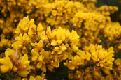 A Gorse bush on the banks of the River Tay near to Stanley, Perthshire, Scotland