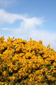 This photograph was taken near to Redpoint Beach, near Badachro, Wester Ross, Scotland