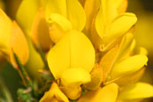 Gorse flower. Image from Charlestown, Gairloch, Wester Ross, Scotland