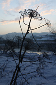 Hogweed on a winters afternoon on Moncreiffe Island on the River Tay at Perth, Perthshire, Scotland