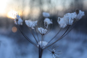 Frozen Hogweed on Moncreiffe Island on the River Tay at Perth, Perthshire, Scotland