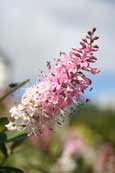 This bloom was found on the banks of Loch Lomond near Ardlui, Scotland