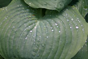 An image from the National Trust for Scotland gardens at Inverewe, Poolewe, Wester Ross, Scotland.