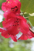 An image from the National Trust for Scotland gardens at Inverewe, Poolewe, Wester Ross, Scotland.