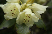 An image from the National Trust for Scotland gardens at Inverewe, Poolewe, Wester Ross, Scotland.