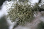 Lichen on a tree in the woodland on The Knock above Crieff, Perthshire, Scotland