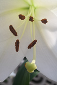 A White Lilly in a private garden in Perth, Perthshire, Scotland