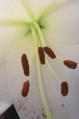 A White Lilly in a private garden in Perth, Perthshire, Scotland