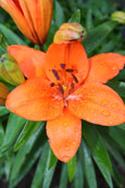 A photgraph of an Orange Liully taken shortly after a rain shower in Perth, Perthshire, Scotland