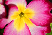 A Pansy in a private garden in Perth, Perthshire, Scotland