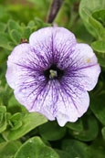 A photograph of a purple Petunia following a shower of rain in Perth, Perthshire, Scotland