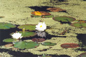 Lillies on one of the many ponds found in Inverewe Gardens near Poolewe, Wester Ross, Scotland