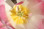 Poppy in a private garden in Forfar, Angus, Scotland