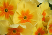 Primrose Flower in a private garden in Perth, Perthshire, Scotland