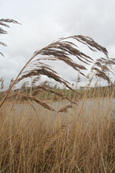 Reeds on the shore of Lundie Loch near to the village of Lundie near Birkhill, Angus, Scotland