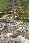 Tree roots on the shore of Loch Maree, Wester Ross, Scotland