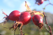 Rosehips from the dunes beside the beach at Gruinard Bay, Wester Ross, Scotland