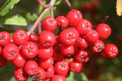 Rowan Berries on a tree beside Loch Ewe, Wester Ross, Scotland