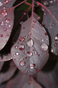 Royal Purple, a Purple Leaved Smoke Plant taken following a shower of rain in Perth, Perthshire, Scotland