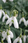 Snowdrops in St Martins Woods, St Martins, Perthshire, Scotland