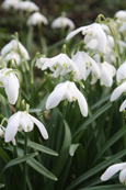 Snowdrops on Moray estate, Morayshire, Scotland