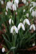 Snowdrops on the banks of Loch Cluny near Blairgowrie, Perthshire, Scotland