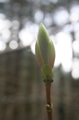 Spring Buds in Craigvinean Forest near to The Hermitage, Dunkeld, Perthshire, Scotland