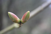 Spring Buds in Templeton Woods, Dundee, Scotland
