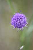 From Flowerdale Glen, Wester Ross, Scotland