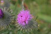 Scottish Thistle found in Faskally Wood, beside Loch Faskally, Pitlochry, Perthshire, Scotland