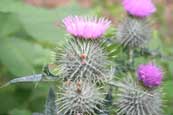 Scottish Thistle found in Faskally Wood, beside Loch Faskally, Pitlochry, Perthshire, Scotland