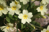 A Wild Primrose flower on the banks of the River Tay at Campsie near The Guildtown, Perthshire, Scotland