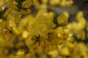 Broom in Gairloch, Wester Ross, Scotland