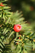 From a Yew tree on the banks of the River Tay in the Norrie Miller Walk, Perth, Perthshire,Scotland