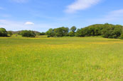 A highland meadow near to Poolewe, Wester Ross, Scotland